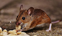 24 Hour & Emergency Exterminators in Shelby, NC